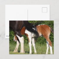 Bob Langrish | Irish Sport Horse Foal Hiding