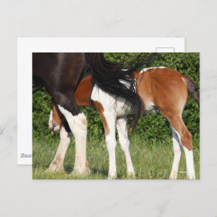 Bob Langrish Irish Sport Horse Foal Hiding Postcard