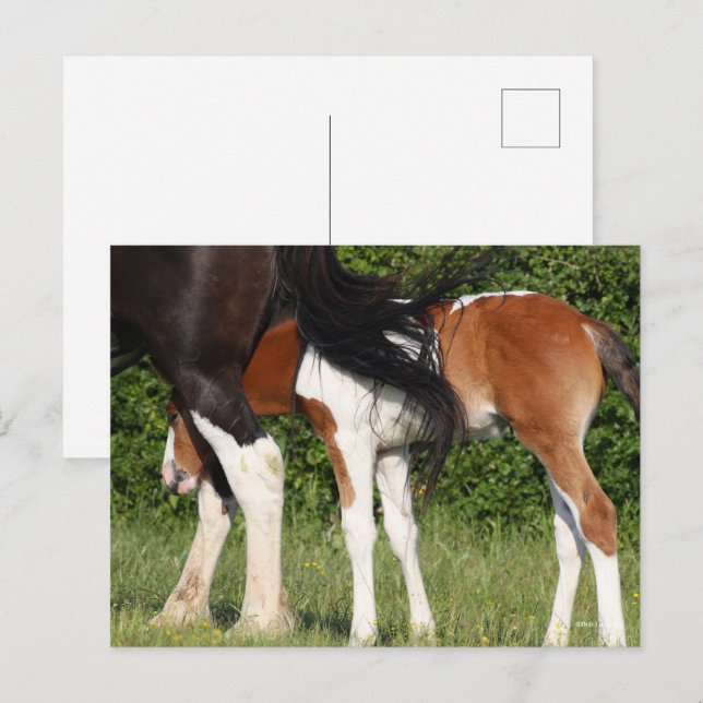 Bob Langrish | Irish Sport Horse Foal Hiding Postcard (Front/Back)