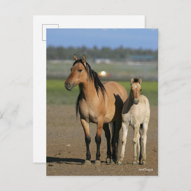 Bob Langrish Kiger Mustang Mare and Foal Standing Postcard (Front/Back)