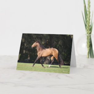 Bob Langrish   Light Bay Lusitano Running Card