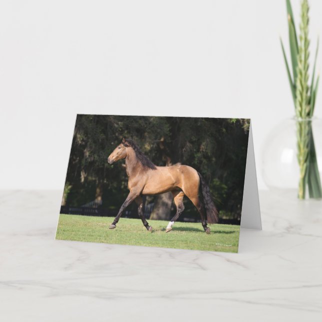 Bob Langrish | Light Bay Lusitano Running Card (Front)