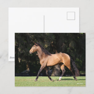 Bob Langrish Light Bay Lusitano Running Postcard