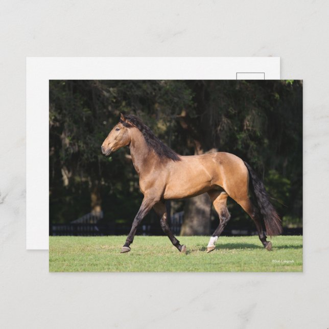 Bob Langrish | Light Bay Lusitano Running Postcard (Front/Back)