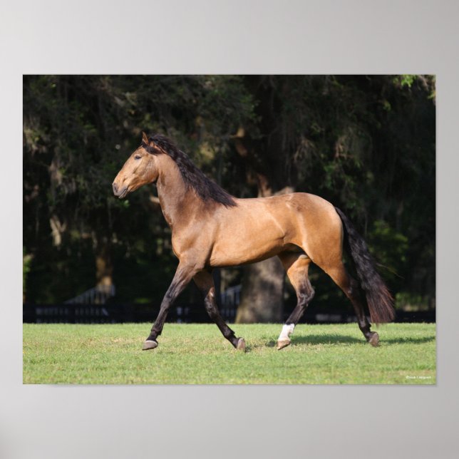 Bob Langrish | Light Bay Lusitano Running Poster (Front)