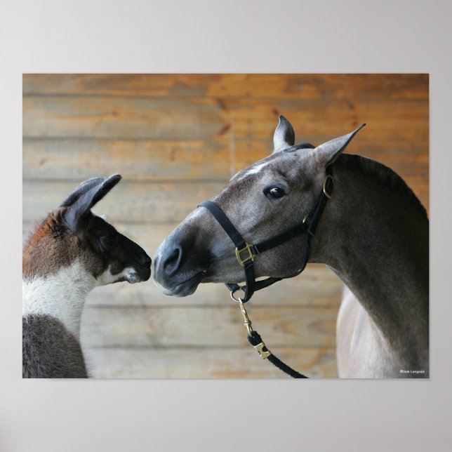 Bob Langrish Llama and Andalucian Meeting Headshot Poster (Front)