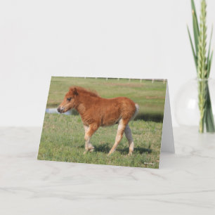 Bob Langrish   Miniature Foal Walking Card