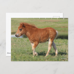 Bob Langrish   Miniature Foal Walking Postcard