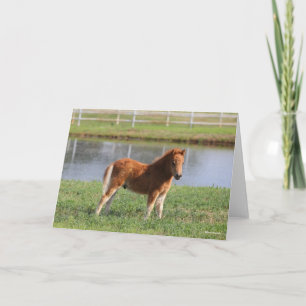 Bob Langrish   Miniature Pony Foal Standing Card