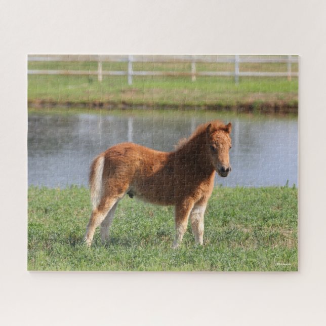 Bob Langrish | Miniature Pony Foal Standing Jigsaw Puzzle (Horizontal)
