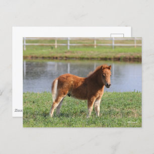 Bob Langrish   Miniature Pony Foal Standing Postcard