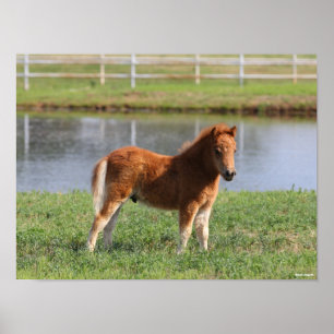 Bob Langrish   Miniature Pony Foal Standing Poster