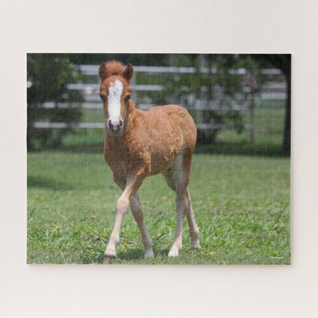 Bob Langrish | Miniature Pony Foal Walking Jigsaw Puzzle (Horizontal)