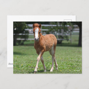 Bob Langrish   Miniature Pony Foal Walking Postcard