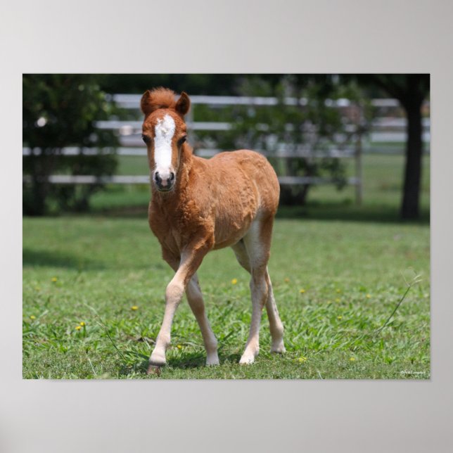 Bob Langrish | Miniature Pony Foal Walking Poster (Front)