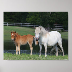 Bob Langrish Miniature Pony Mare and Foal Standing Poster