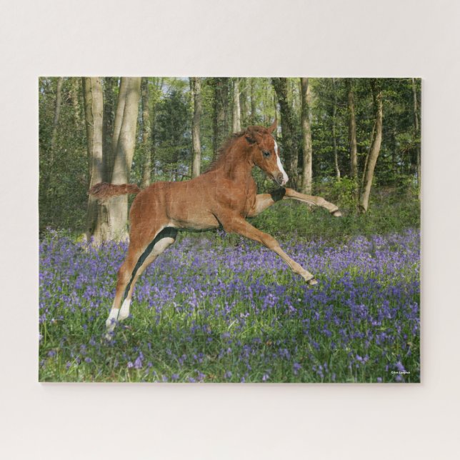 Bob Langrish | Morgan Foal Leaping With Bluebells Jigsaw Puzzle (Horizontal)