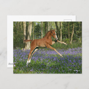 Bob Langrish   Morgan Foal Leaping With Bluebells Postcard