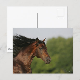 Bob Langrish Morgan Horse Headshot Flowing Mane Postcard
