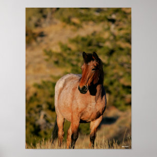 Bob Langrish Mustang Horse Standing Poster