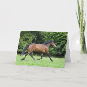 Bob Langrish   New Forest Pony Stallion Card