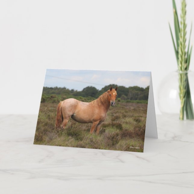 Bob Langrish | New Forest Pony Standing In Scrub Card (Front)