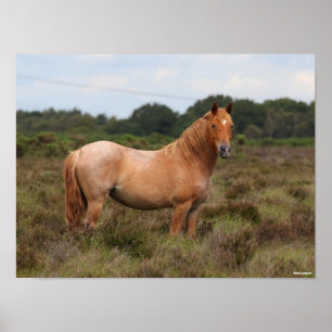 Bob Langrish   New Forest Pony Standing In Scrub Poster