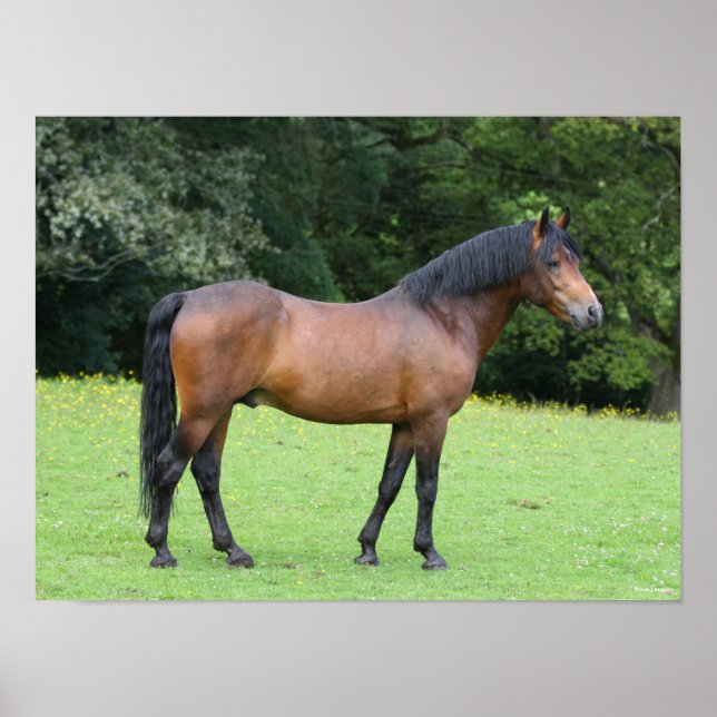 Bob Langrish | New Forest Pony Standing Poster (Front)