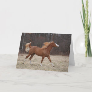 Bob Langrish   Overo Paint Horse Running Card