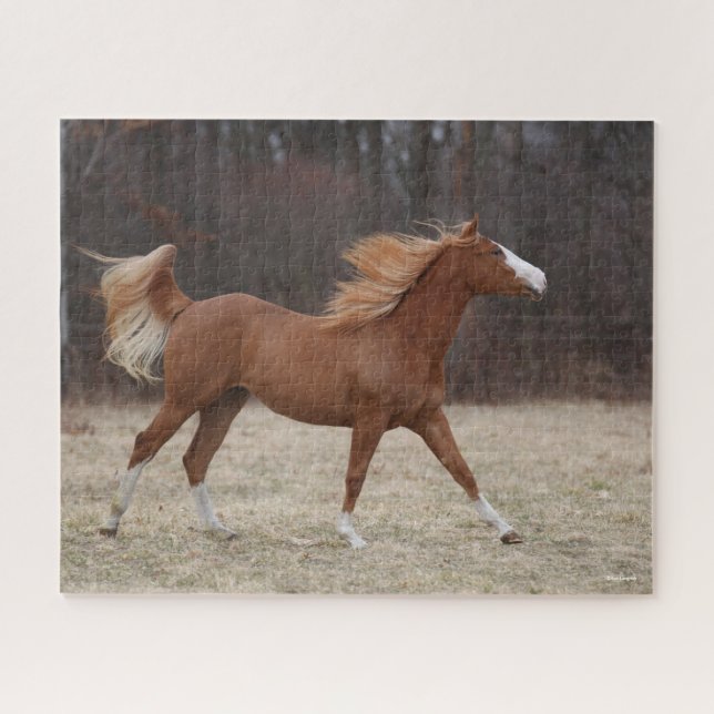 Bob Langrish | Overo Paint Horse Running Jigsaw Puzzle (Horizontal)