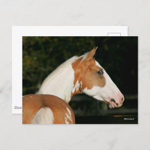 Bob Langrish Paint Horse Headshot Postcard