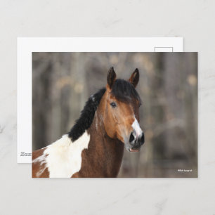 Bob Langrish Paint Horse headshot Postcard