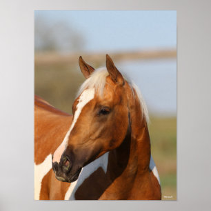 Bob Langrish   Paint Horse headshot Poster