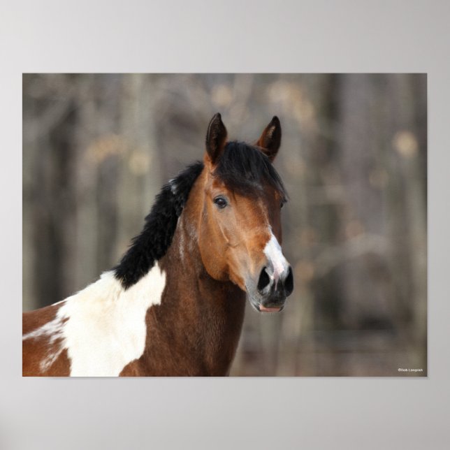 Bob Langrish | Paint Horse headshot Poster (Front)