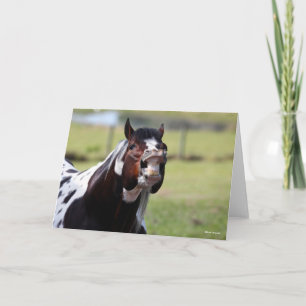 Bob Langrish   Paint Horse Stallion Flehmen Card