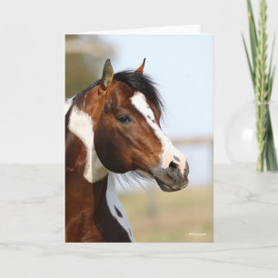Bob Langrish   Paint Horse Stallion headshot Card