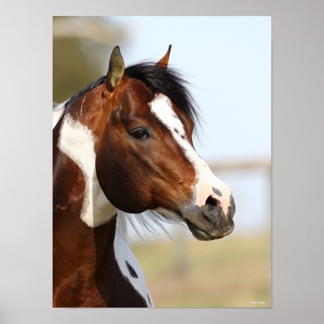 Bob Langrish | Paint Horse Stallion headshot Poster (Front)