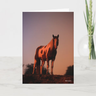 Bob Langrish   Paint Horse Standing at Sunset Card