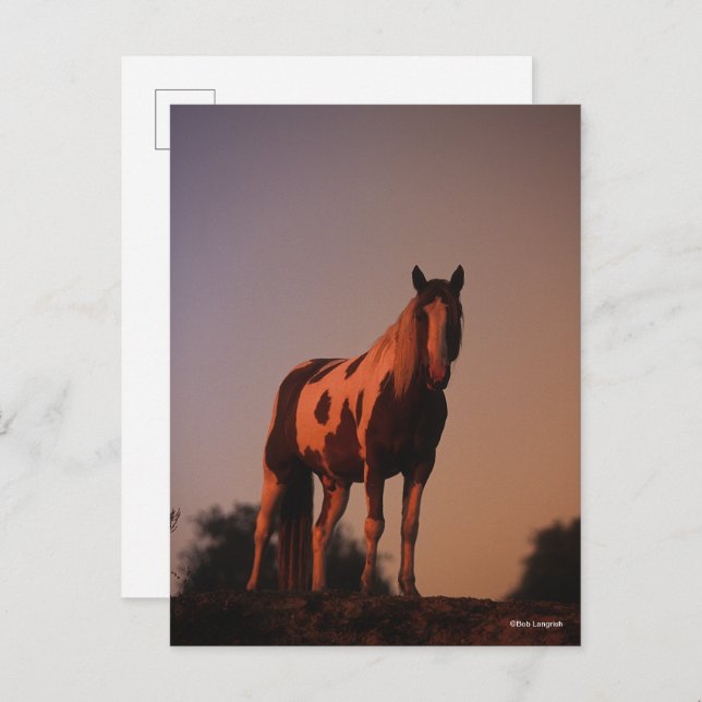Bob Langrish | Paint Horse Standing at Sunset Postcard (Front/Back)