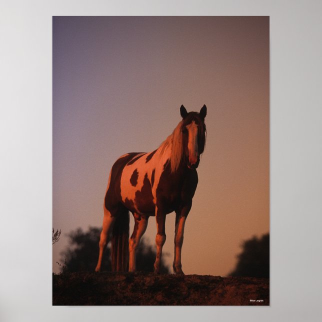 Bob Langrish | Paint Horse Standing at Sunset Poster (Front)