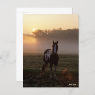 Bob Langrish   Paint Horse Standing Mist Sunrise Postcard