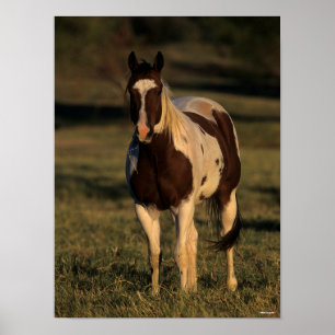 Bob Langrish   Paint Horse Standing Poster