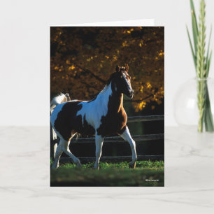 Bob Langrish   Paint Horse Walking Backlit Autumn Card