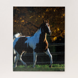 Bob Langrish   Paint Horse Walking Backlit Autumn Jigsaw Puzzle
