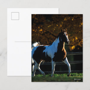 Bob Langrish Paint Horse Walking Backlit Autumn Postcard