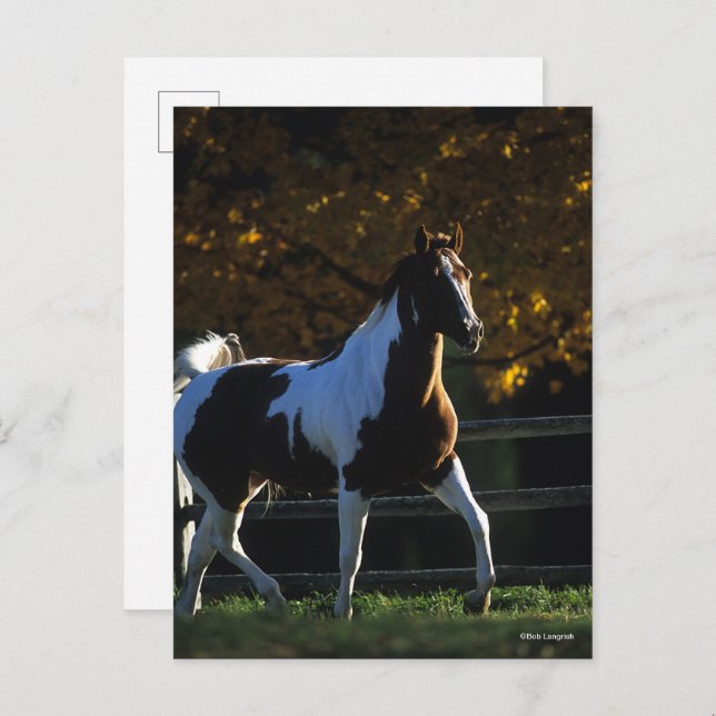 Bob Langrish | Paint Horse Walking Backlit Autumn Postcard (Front/Back)