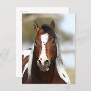 Bob Langrish Paint Stallion Headshot Postcard