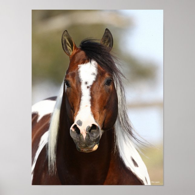 Bob Langrish | Paint Stallion Headshot Poster (Front)