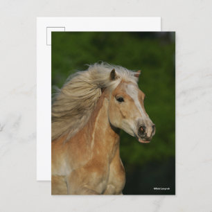 Bob Langrish Palomino Haflinger Headshot Postcard