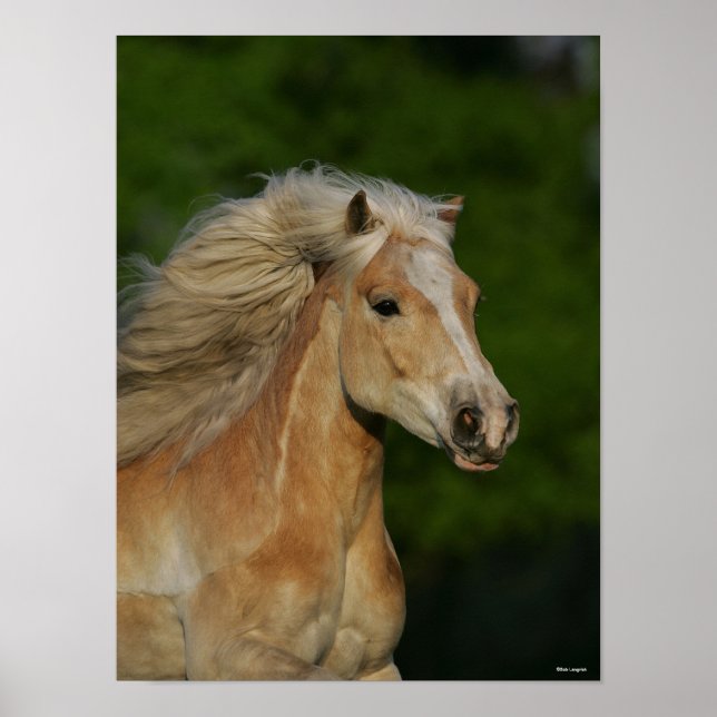Bob Langrish | Palomino Haflinger Headshot Poster (Front)
